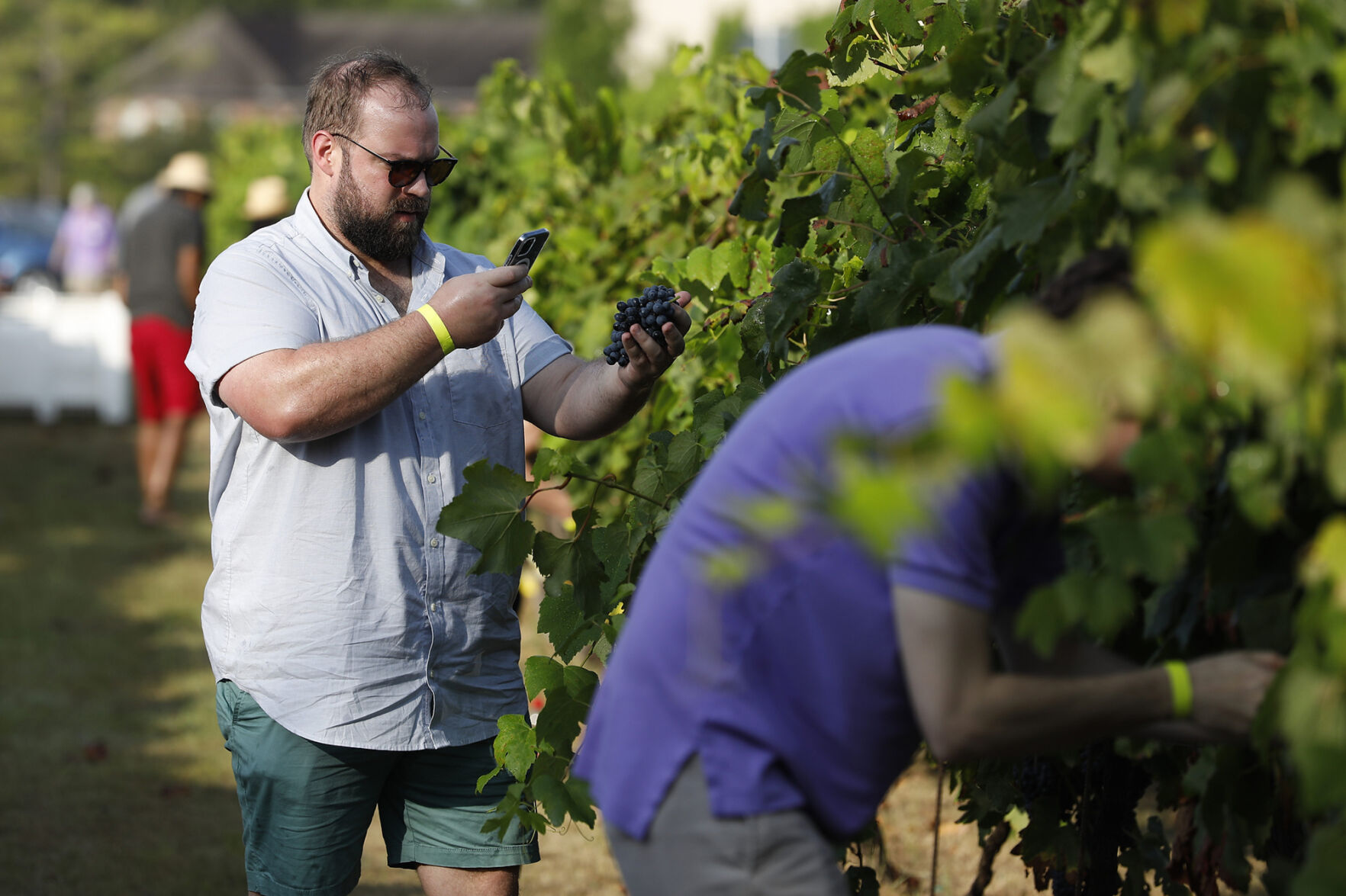 Messina Hof harvest